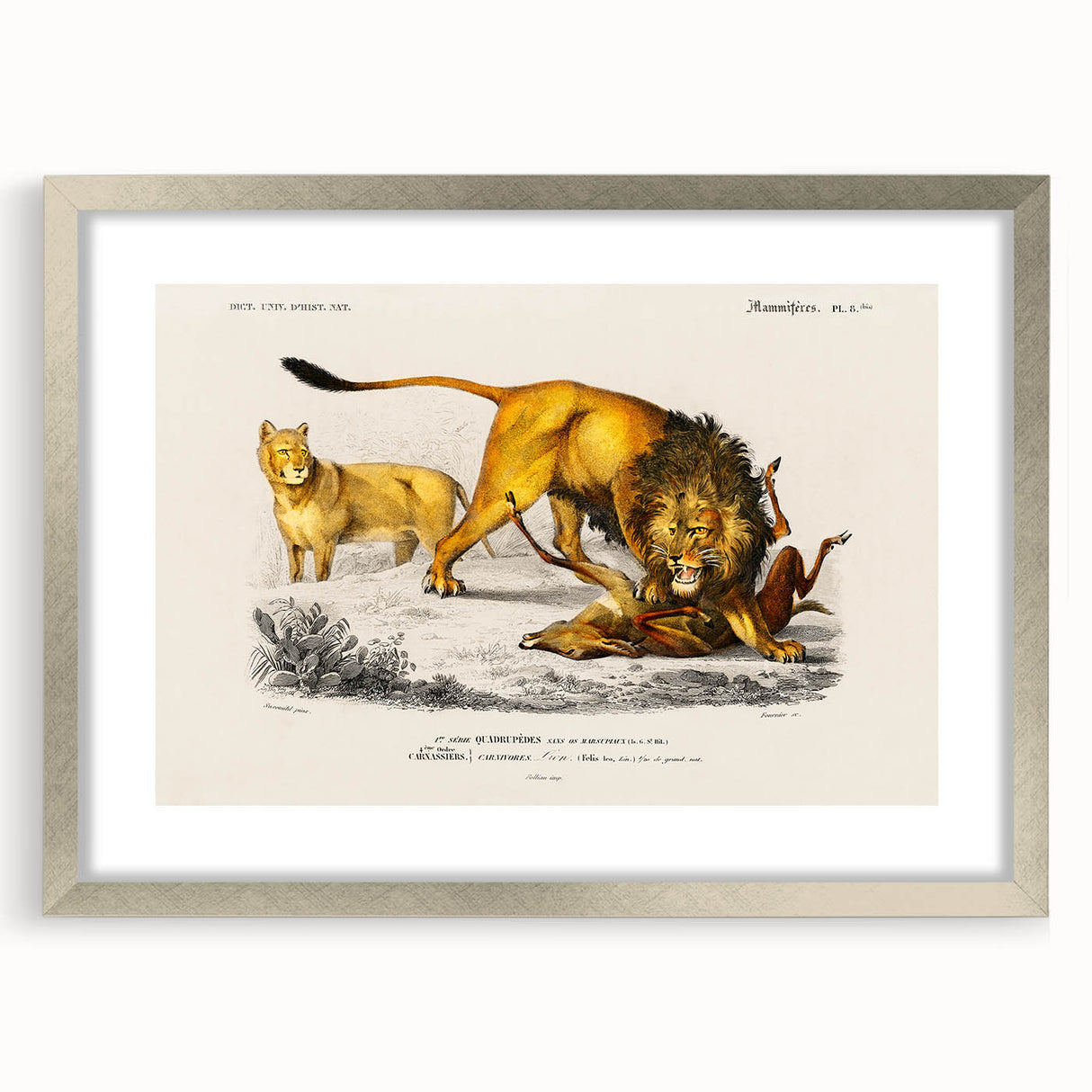 Romanticism Art: Lion Illustration by Charles Dessalines D'Orbigny