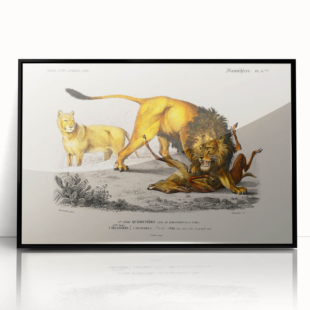 Romanticism Art: Lion Illustration by Charles Dessalines D'Orbigny