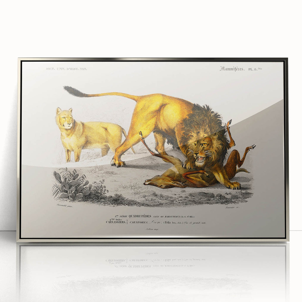 Romanticism Art: Lion Illustration by Charles Dessalines D'Orbigny