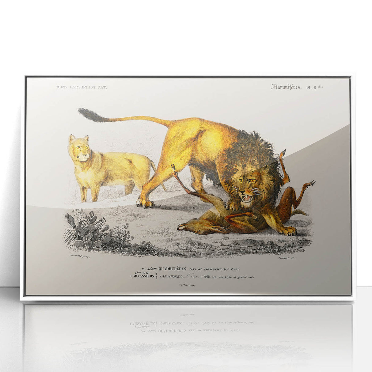 Romanticism Art: Lion Illustration by Charles Dessalines D'Orbigny