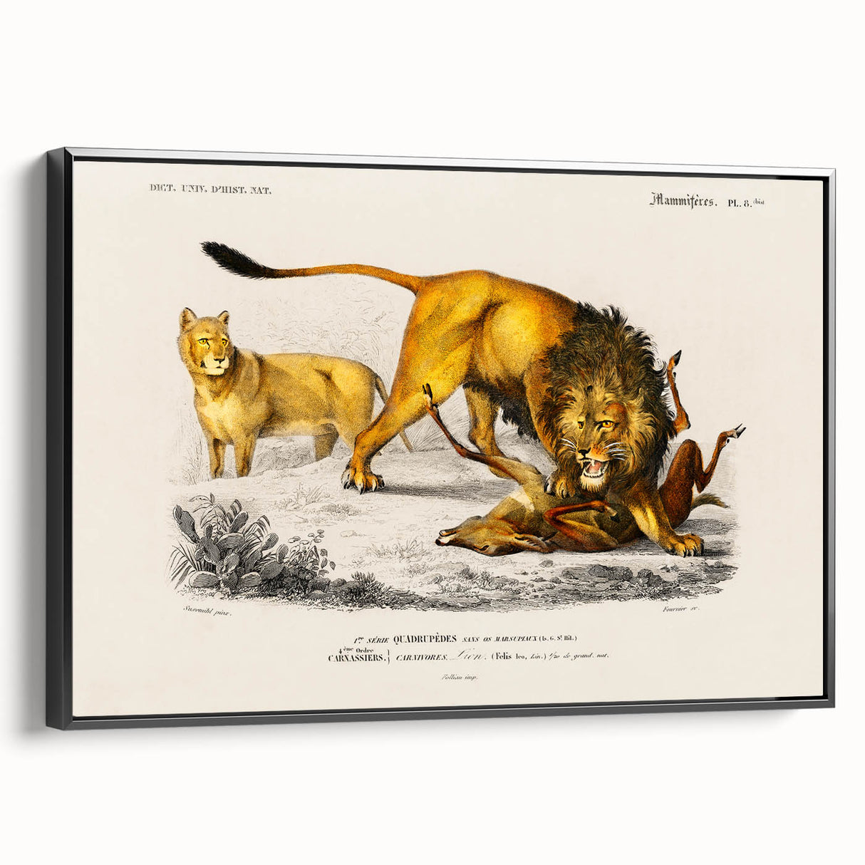 Romanticism Art: Lion Illustration by Charles Dessalines D'Orbigny