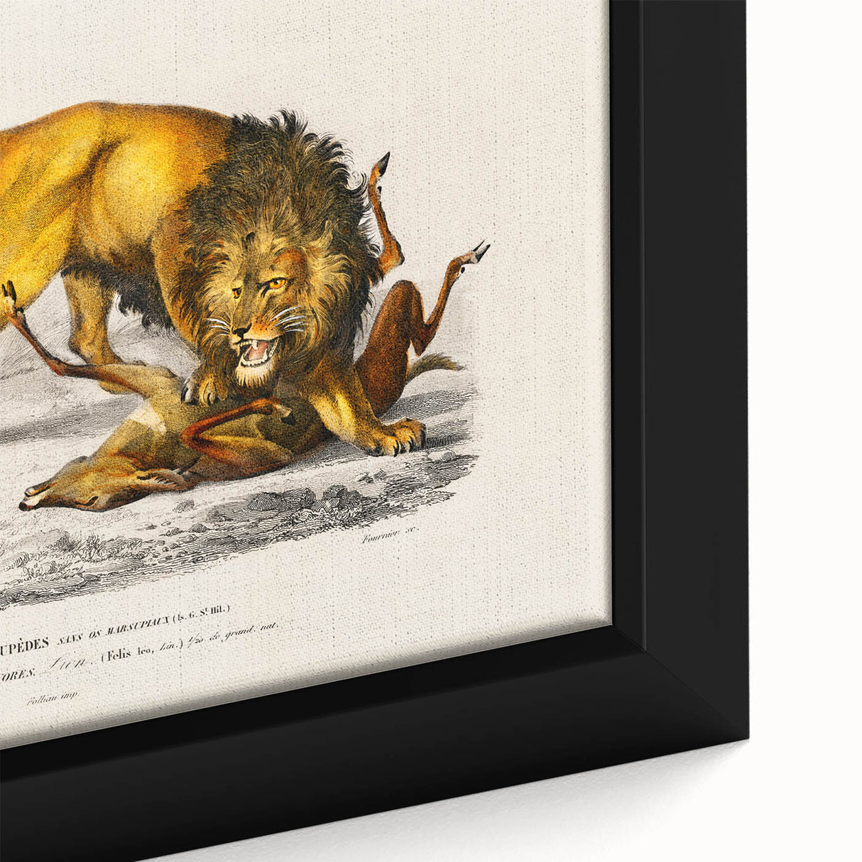 Romanticism Art: Lion Illustration by Charles Dessalines D'Orbigny