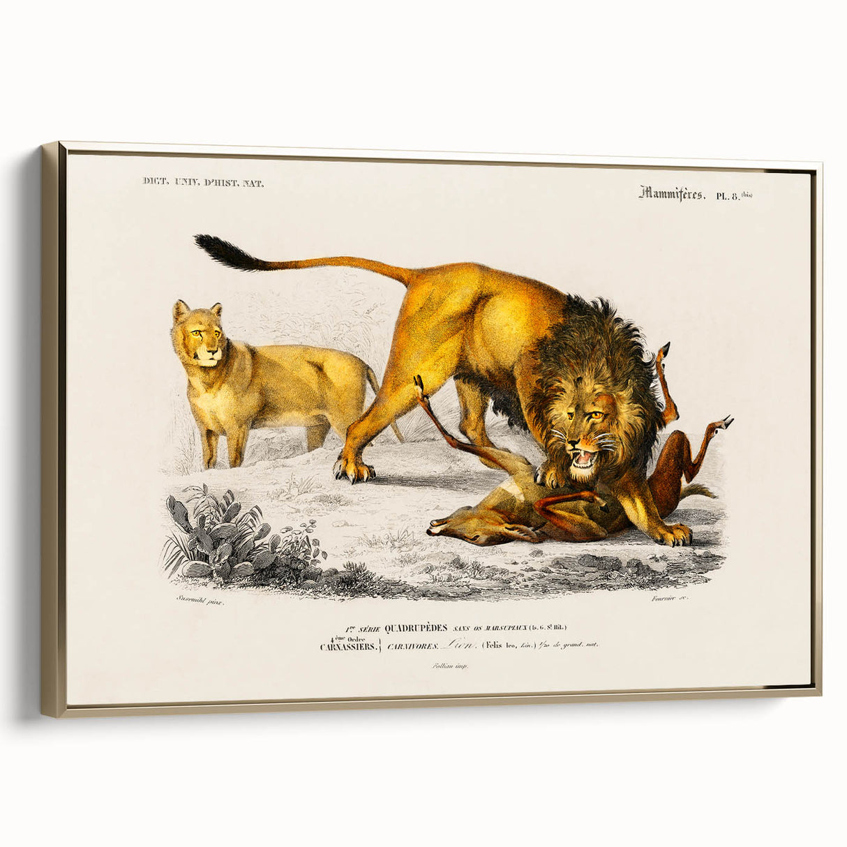 Romanticism Art: Lion Illustration by Charles Dessalines D'Orbigny