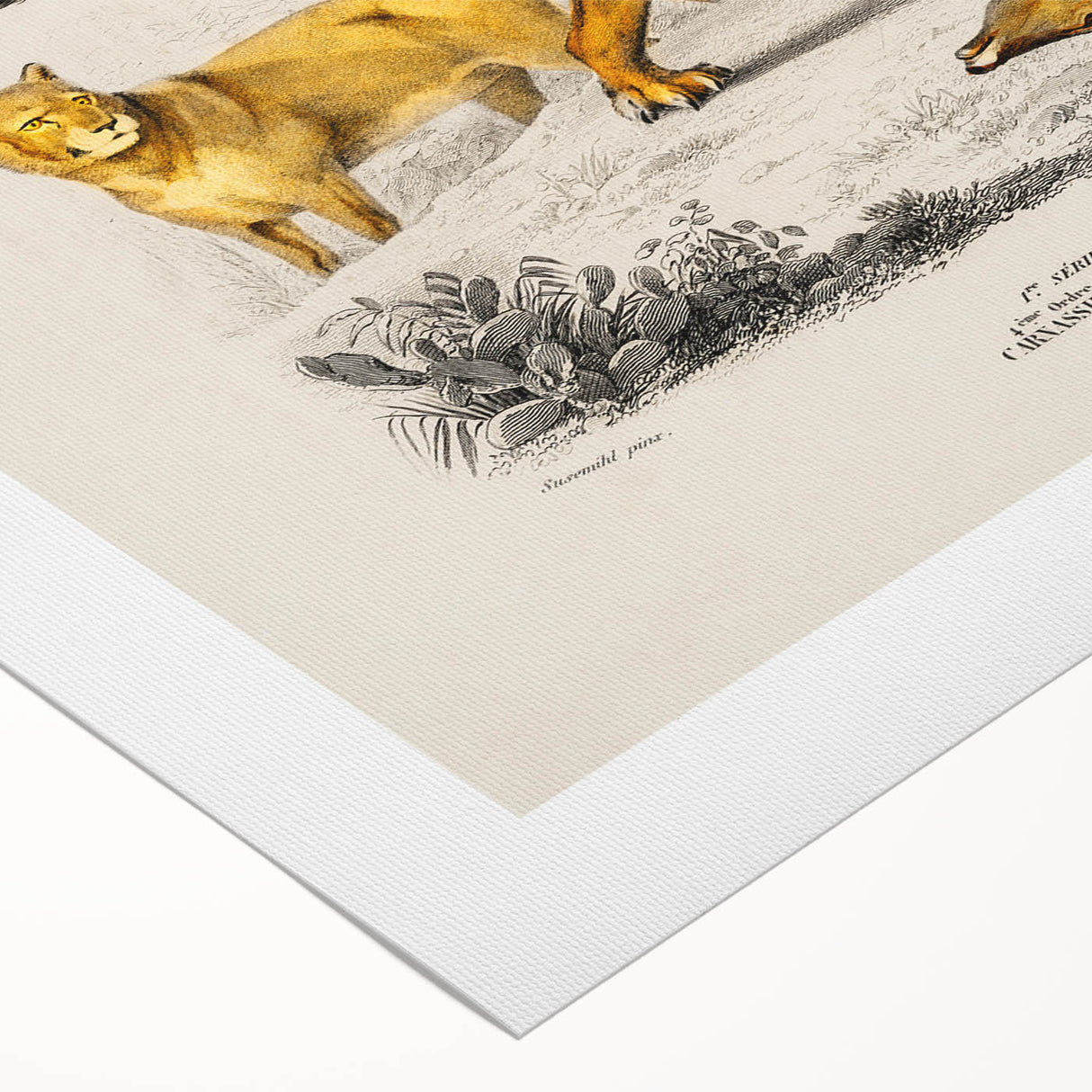 Romanticism Art: Lion Illustration by Charles Dessalines D'Orbigny