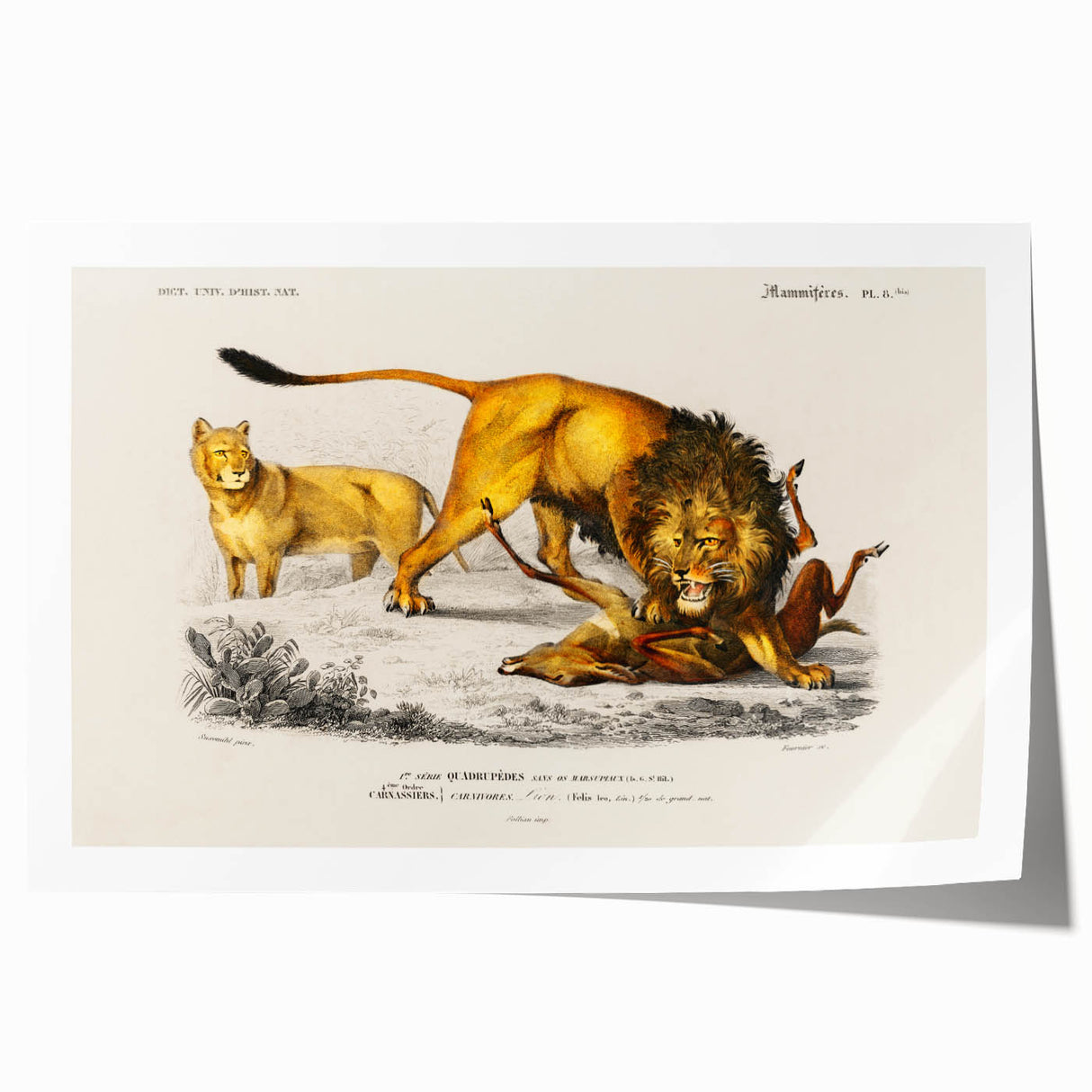 Romanticism Art: Lion Illustration by Charles Dessalines D'Orbigny