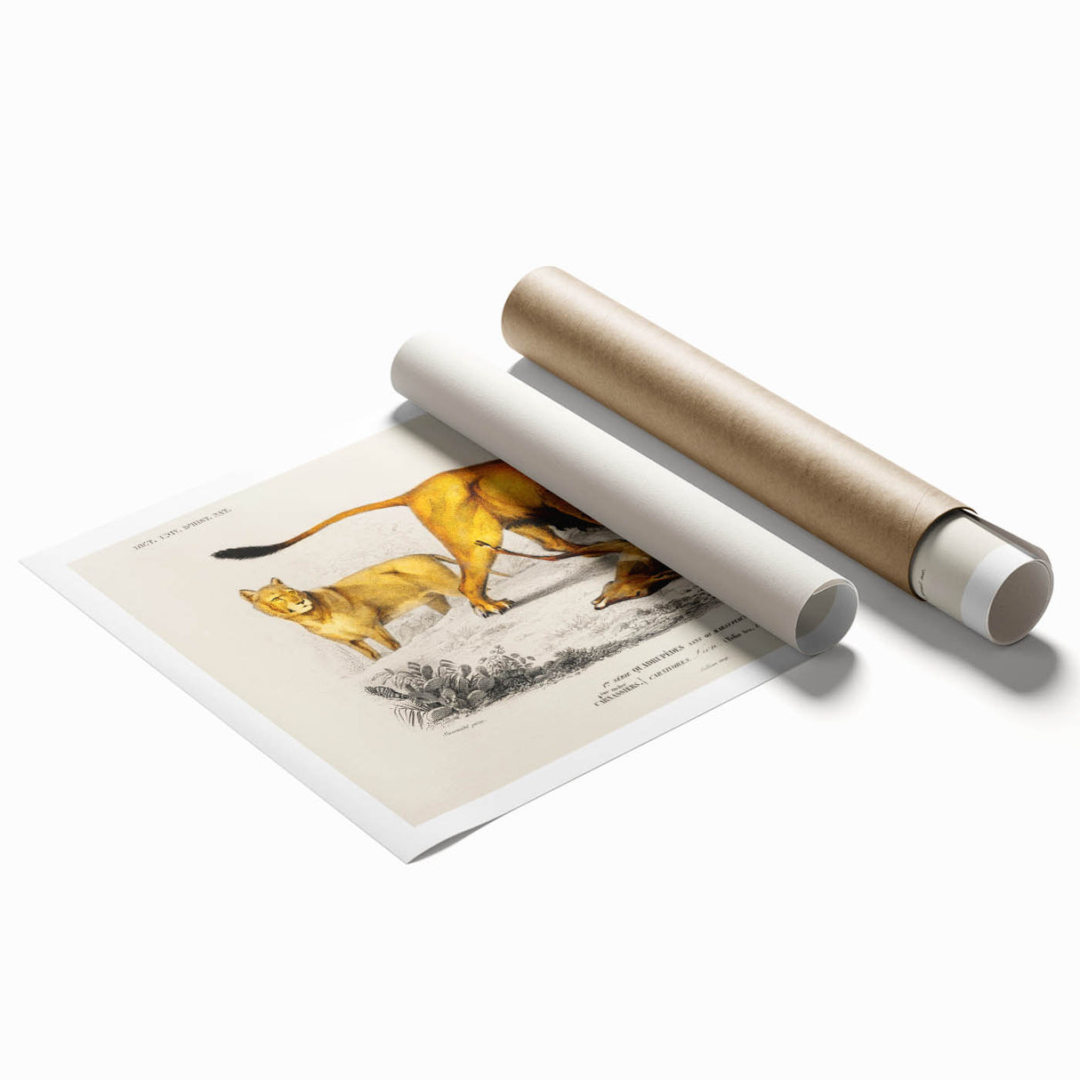 Romanticism Art: Lion Illustration by Charles Dessalines D'Orbigny