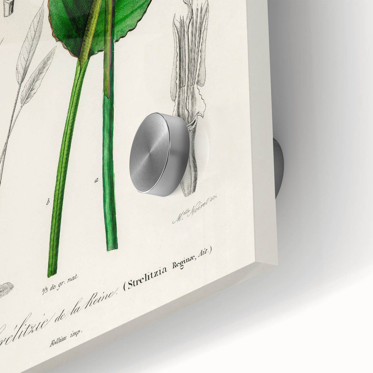 Romanticism Art: Bird of Paradise by Charles Dessalines D'Orbigny