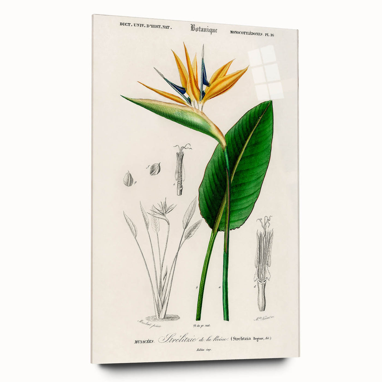 Romanticism Art: Bird of Paradise by Charles Dessalines D'Orbigny