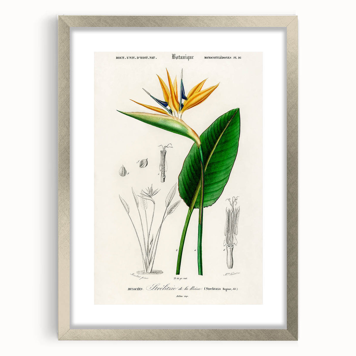 Romanticism Art: Bird of Paradise by Charles Dessalines D'Orbigny