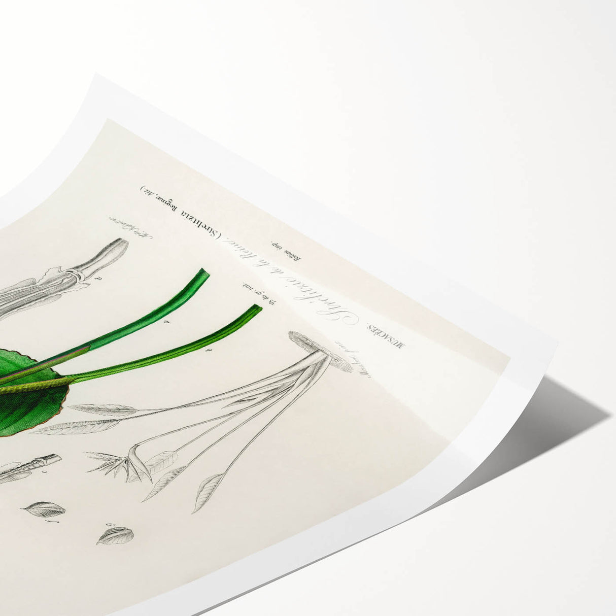 Romanticism Art: Bird of Paradise by Charles Dessalines D'Orbigny