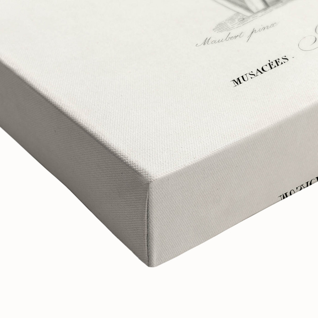 Romanticism Art: Bird of Paradise by Charles Dessalines D'Orbigny