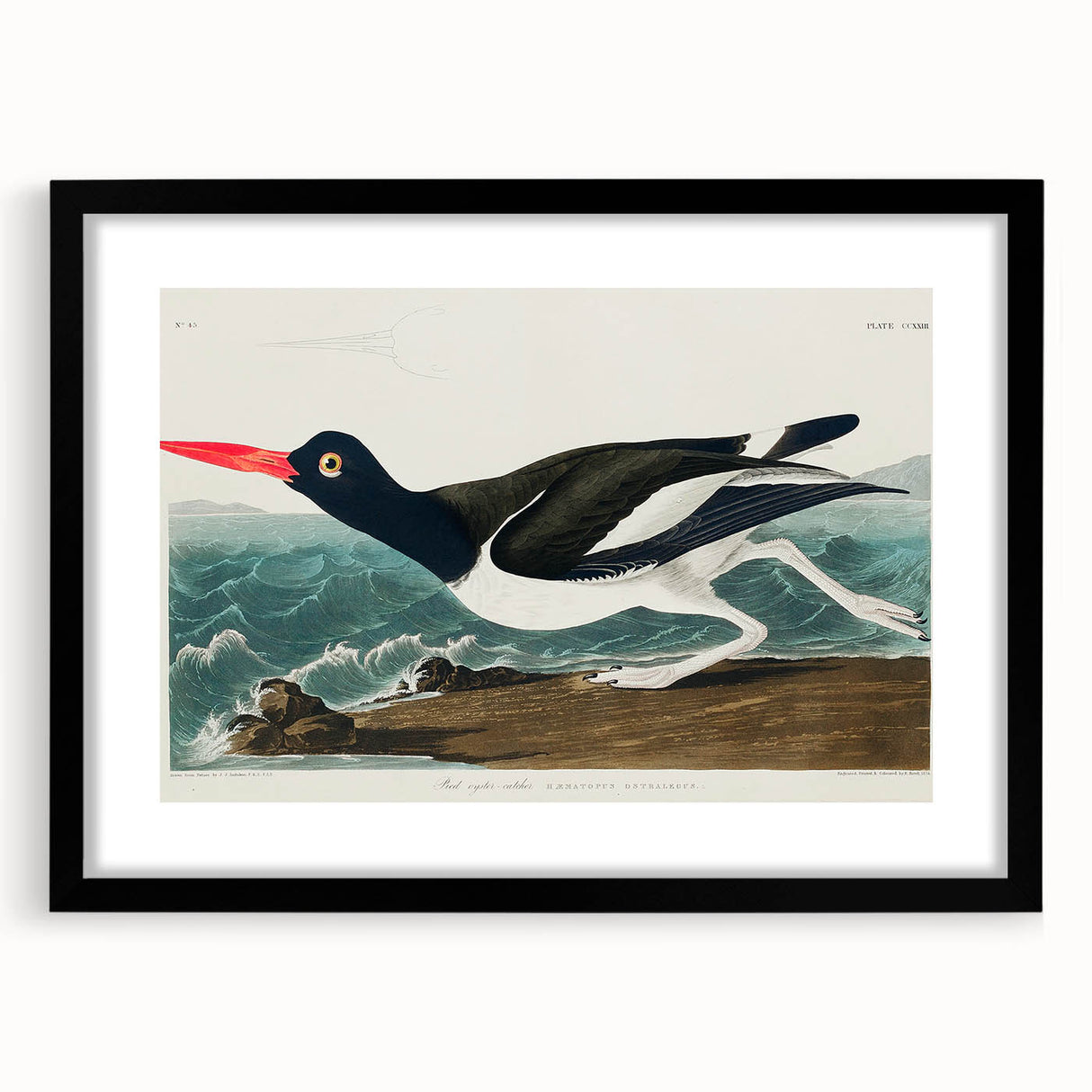 Romanticism Art: Pied Oyster Catcher by John James Audubon