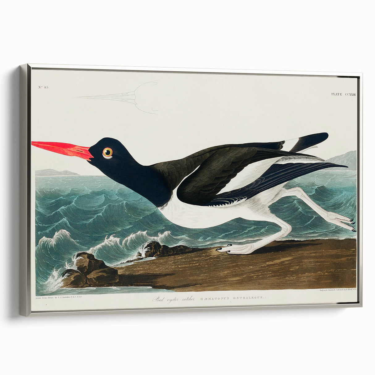 Romanticism Art: Pied Oyster Catcher by John James Audubon