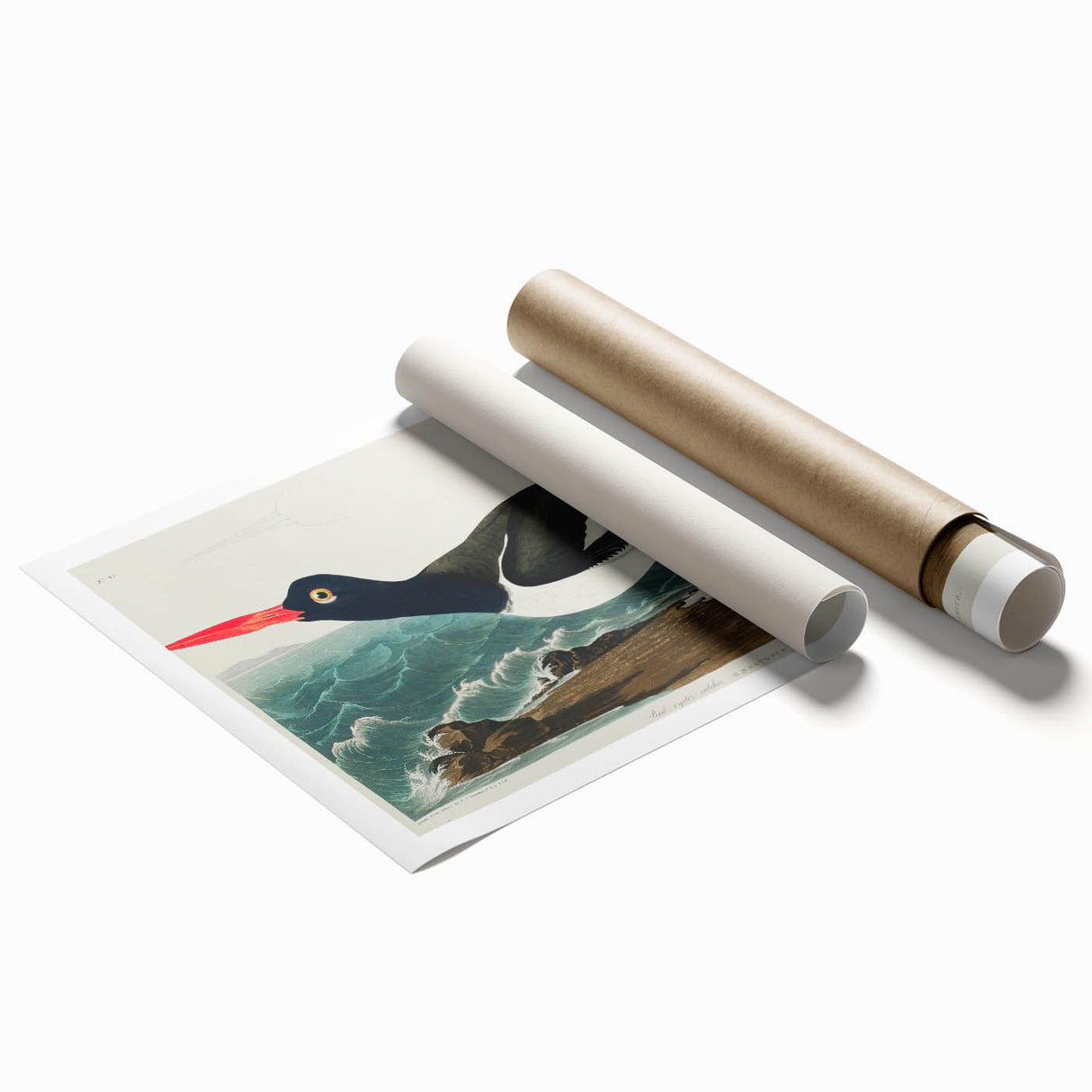 Romanticism Art: Pied Oyster Catcher by John James Audubon