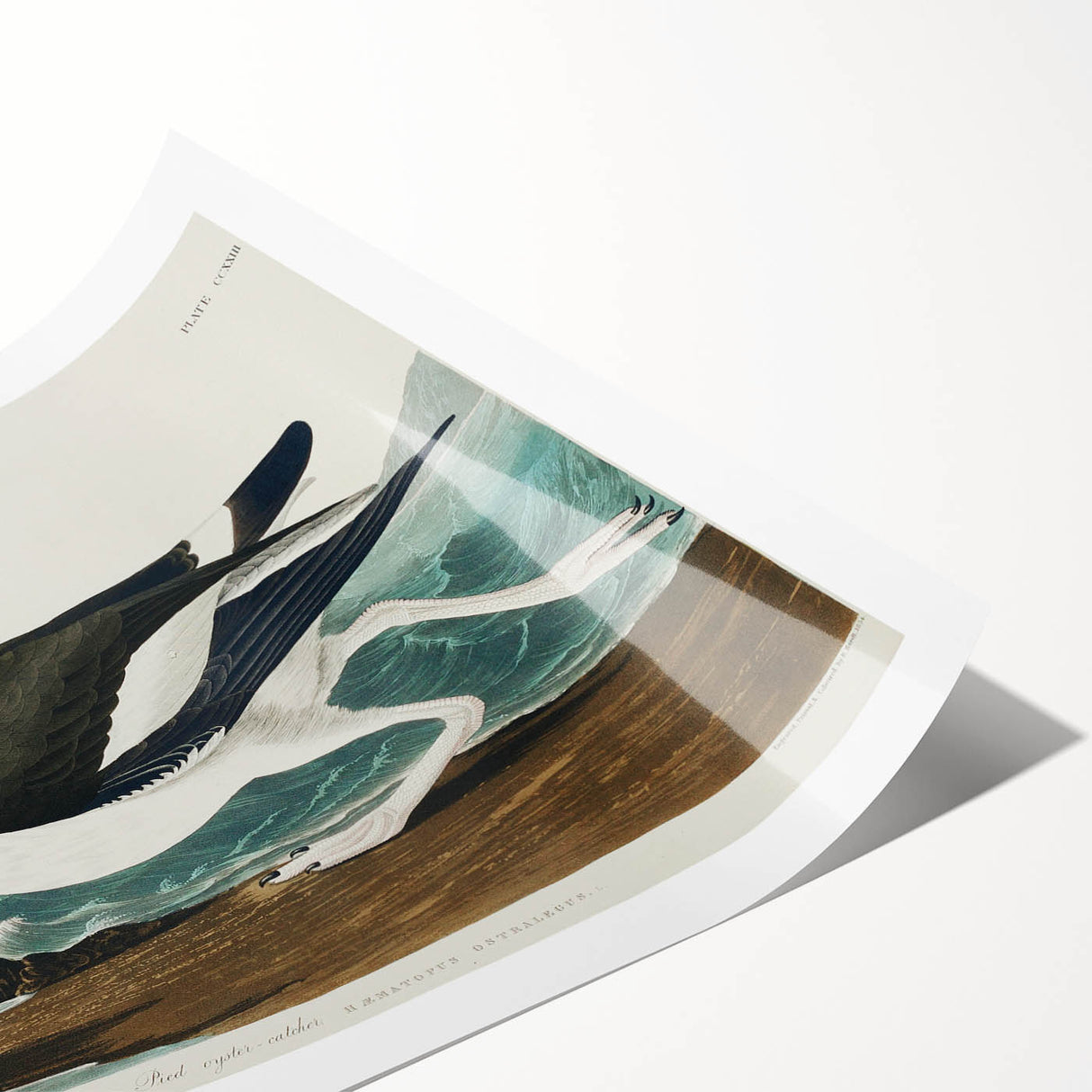 Romanticism Art: Pied Oyster Catcher by John James Audubon