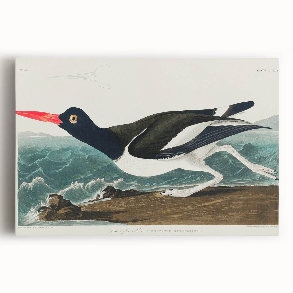Romanticism Art: Pied Oyster Catcher by John James Audubon
