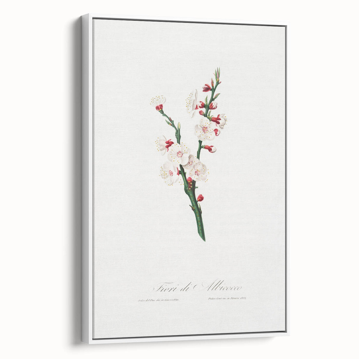 Romanticism Art: Apricot Blossom by Giorgio Gallesio