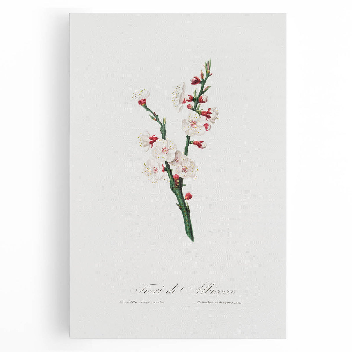 Romanticism Art: Apricot Blossom by Giorgio Gallesio