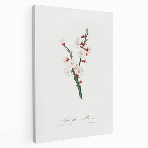 Romanticism Art: Apricot Blossom by Giorgio Gallesio