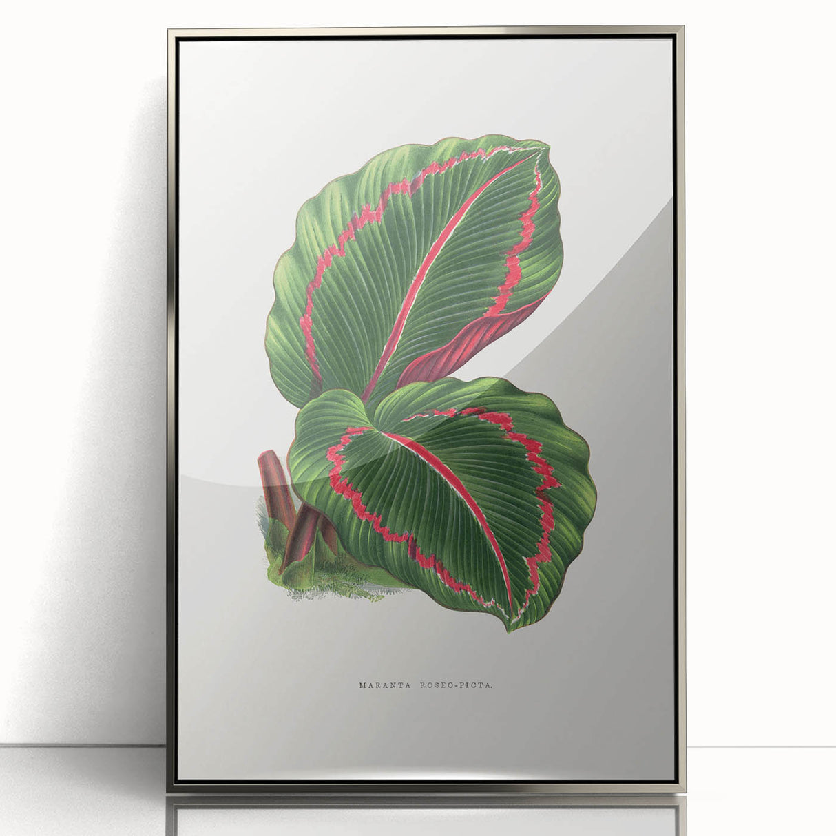 Romanticism Art: Green Corona Plant by Lydon & Fawsett