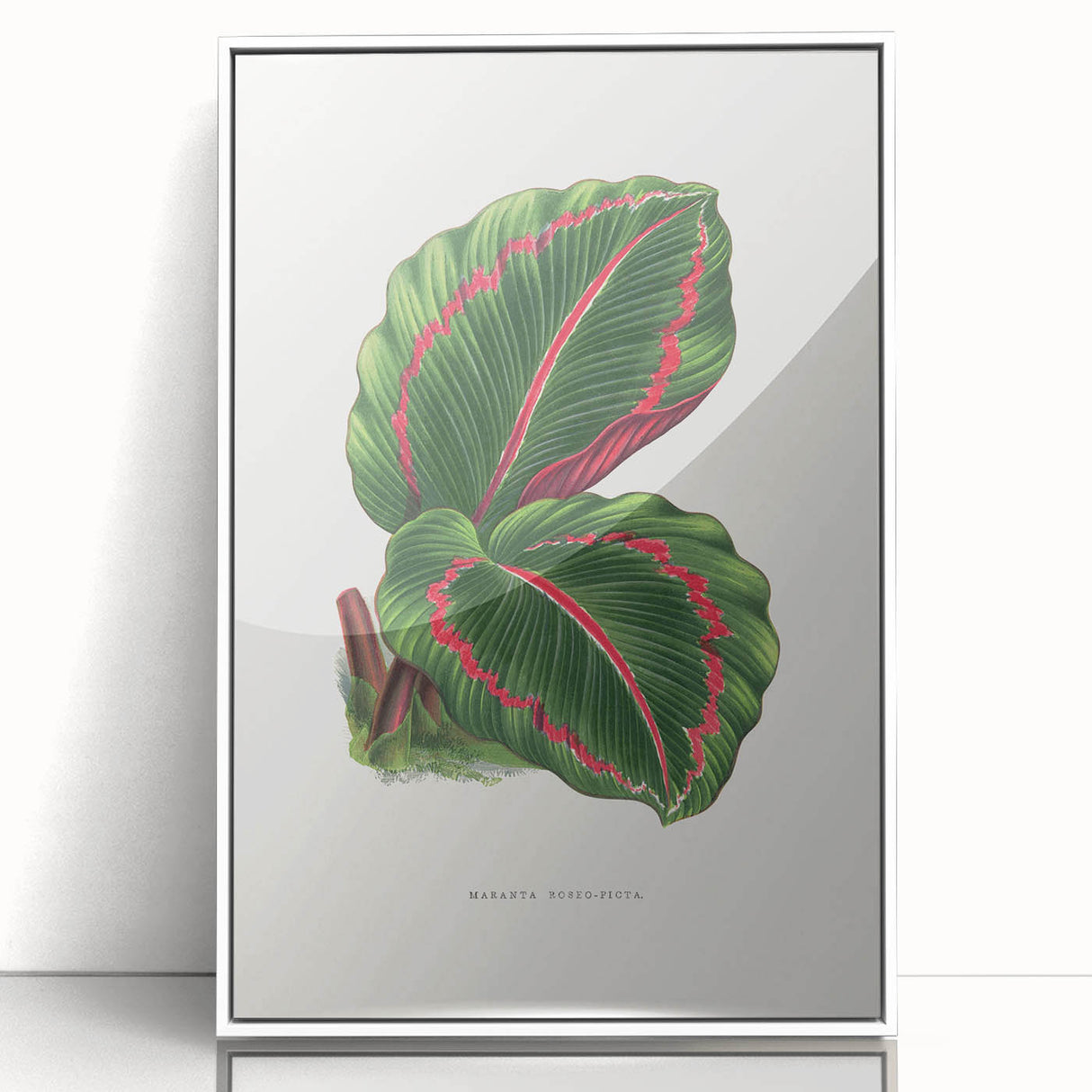 Romanticism Art: Green Corona Plant by Lydon & Fawsett