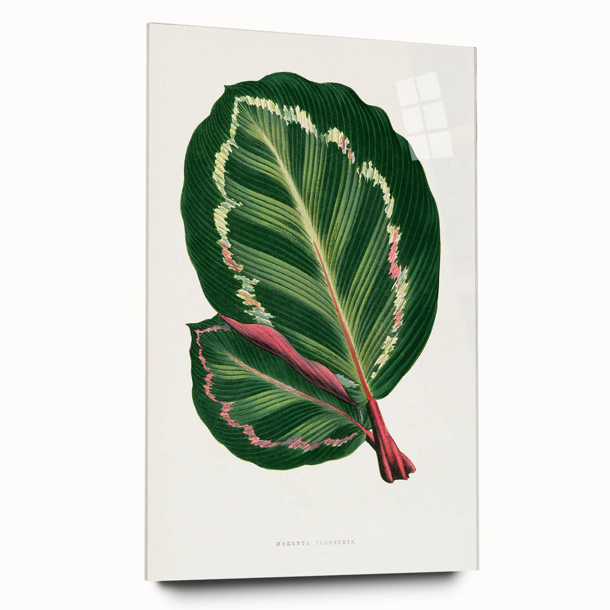 Romanticism Art Print: Maranta Illustris Leaf - Botanical Wall Art