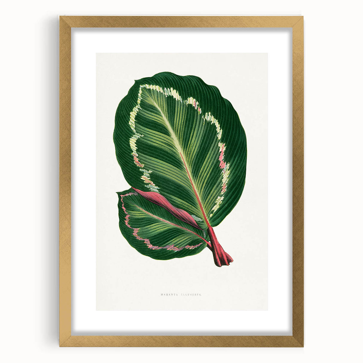 Romanticism Art Print: Maranta Illustris Leaf - Botanical Wall Art