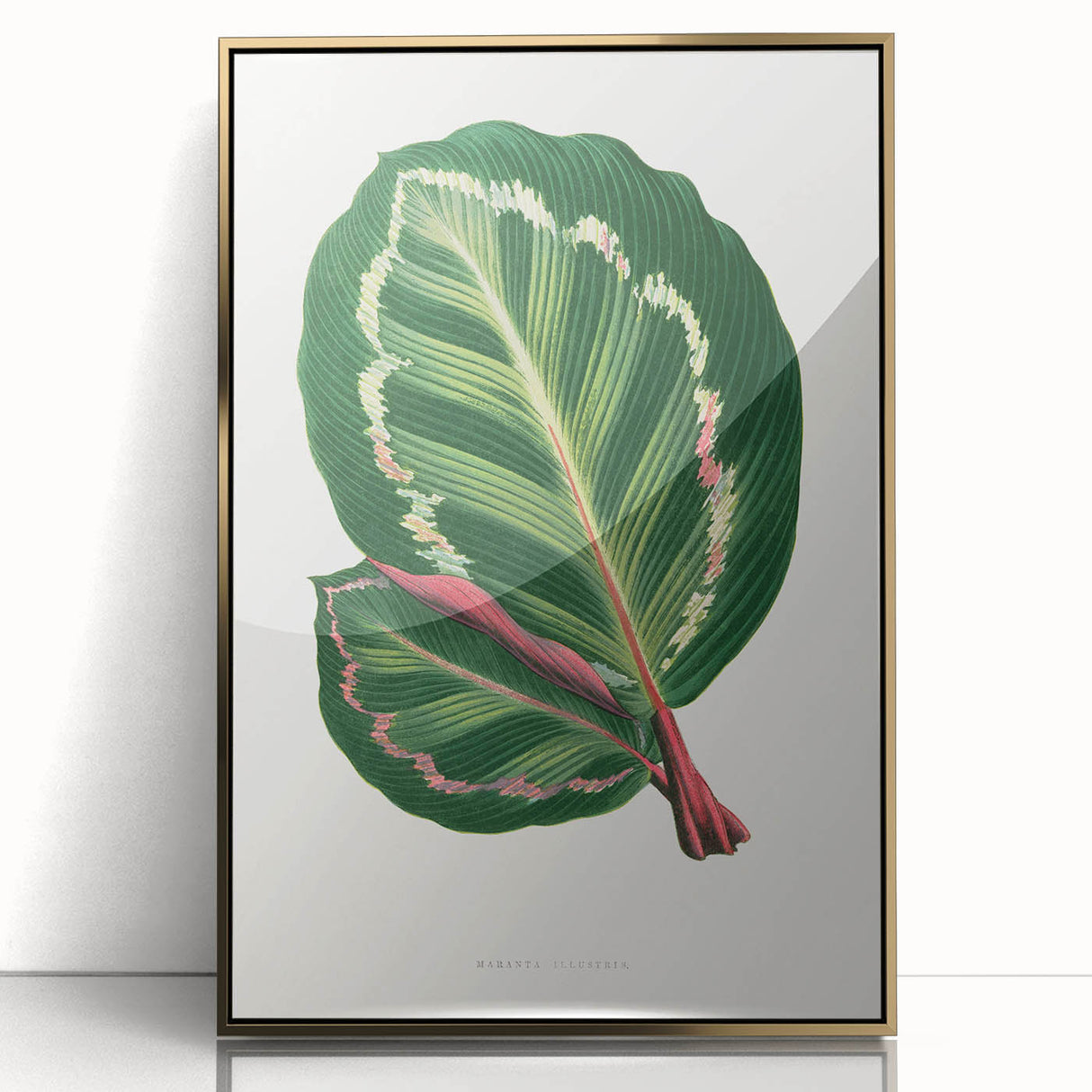 Romanticism Art Print: Maranta Illustris Leaf - Botanical Wall Art