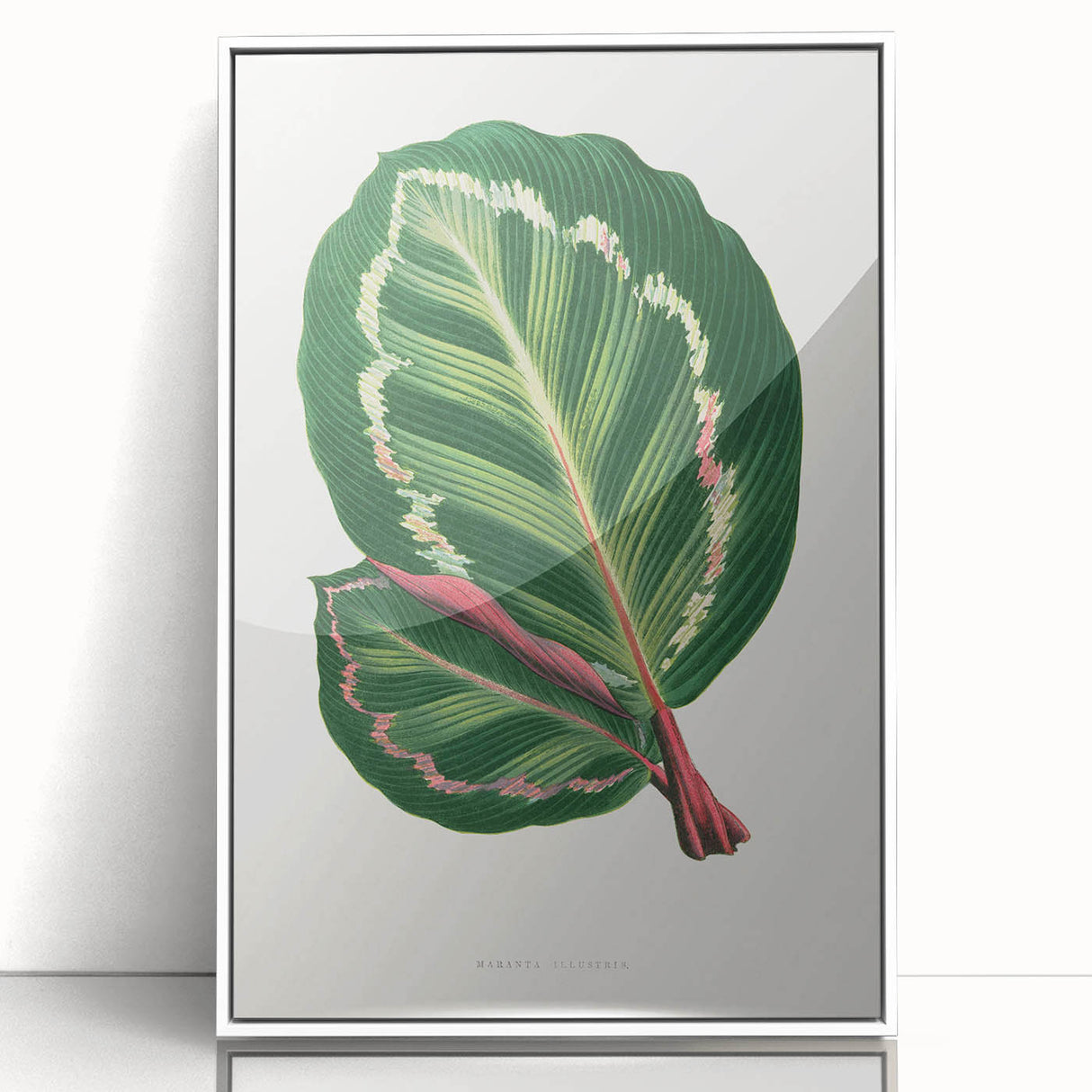 Romanticism Art Print: Maranta Illustris Leaf - Botanical Wall Art