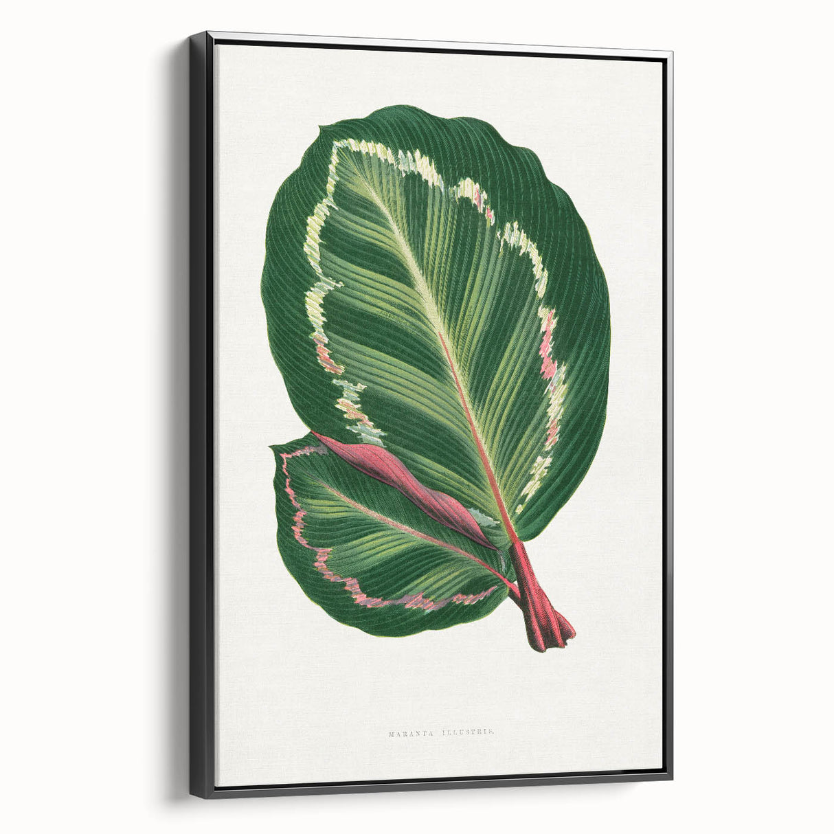 Romanticism Art Print: Maranta Illustris Leaf - Botanical Wall Art