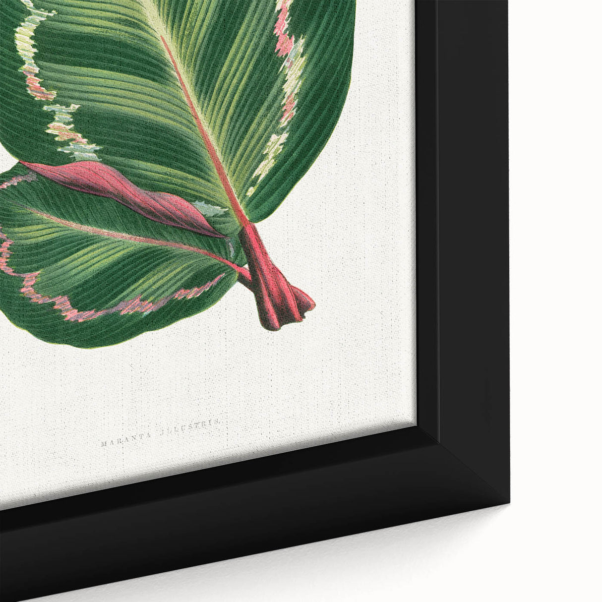 Romanticism Art Print: Maranta Illustris Leaf - Botanical Wall Art