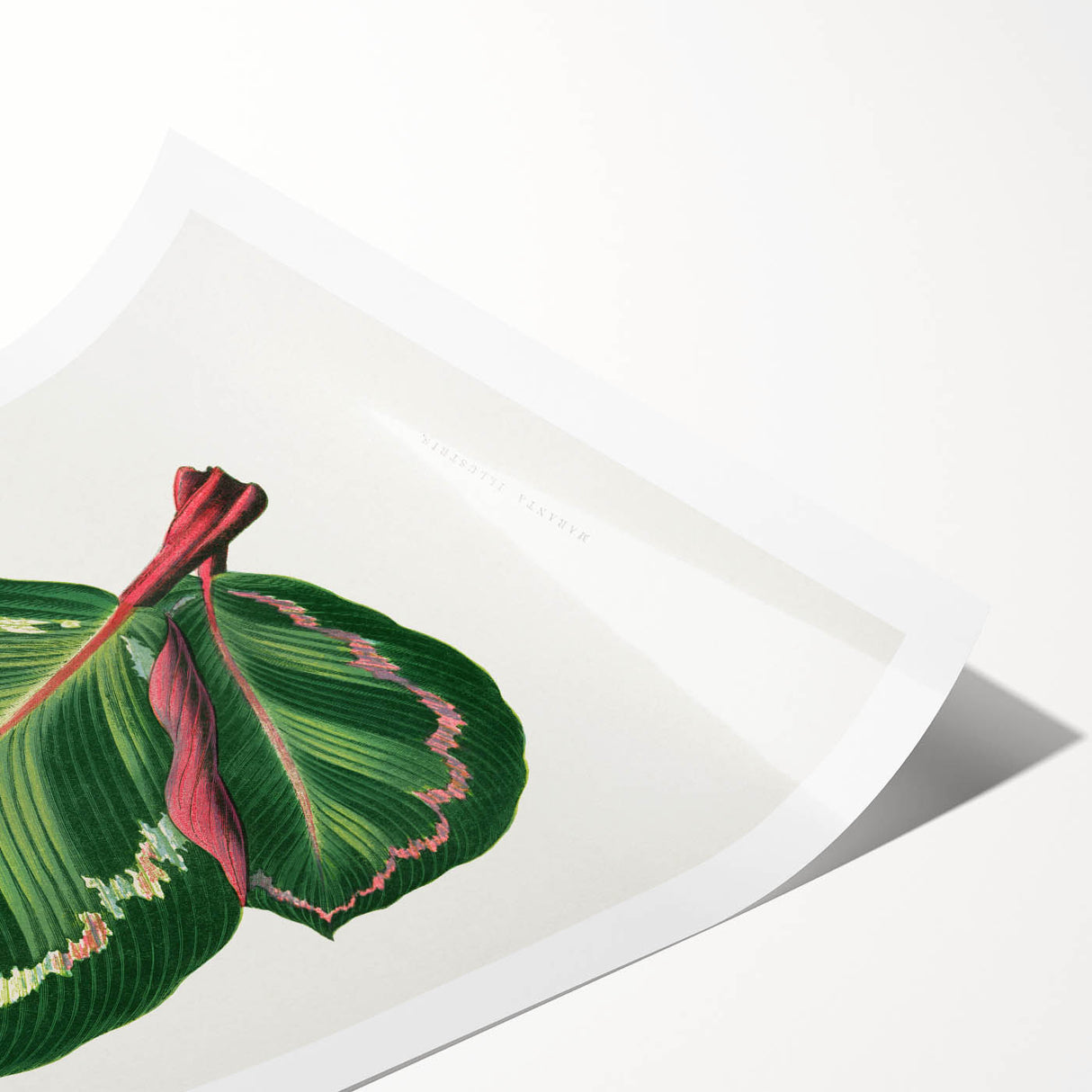 Romanticism Art Print: Maranta Illustris Leaf - Botanical Wall Art