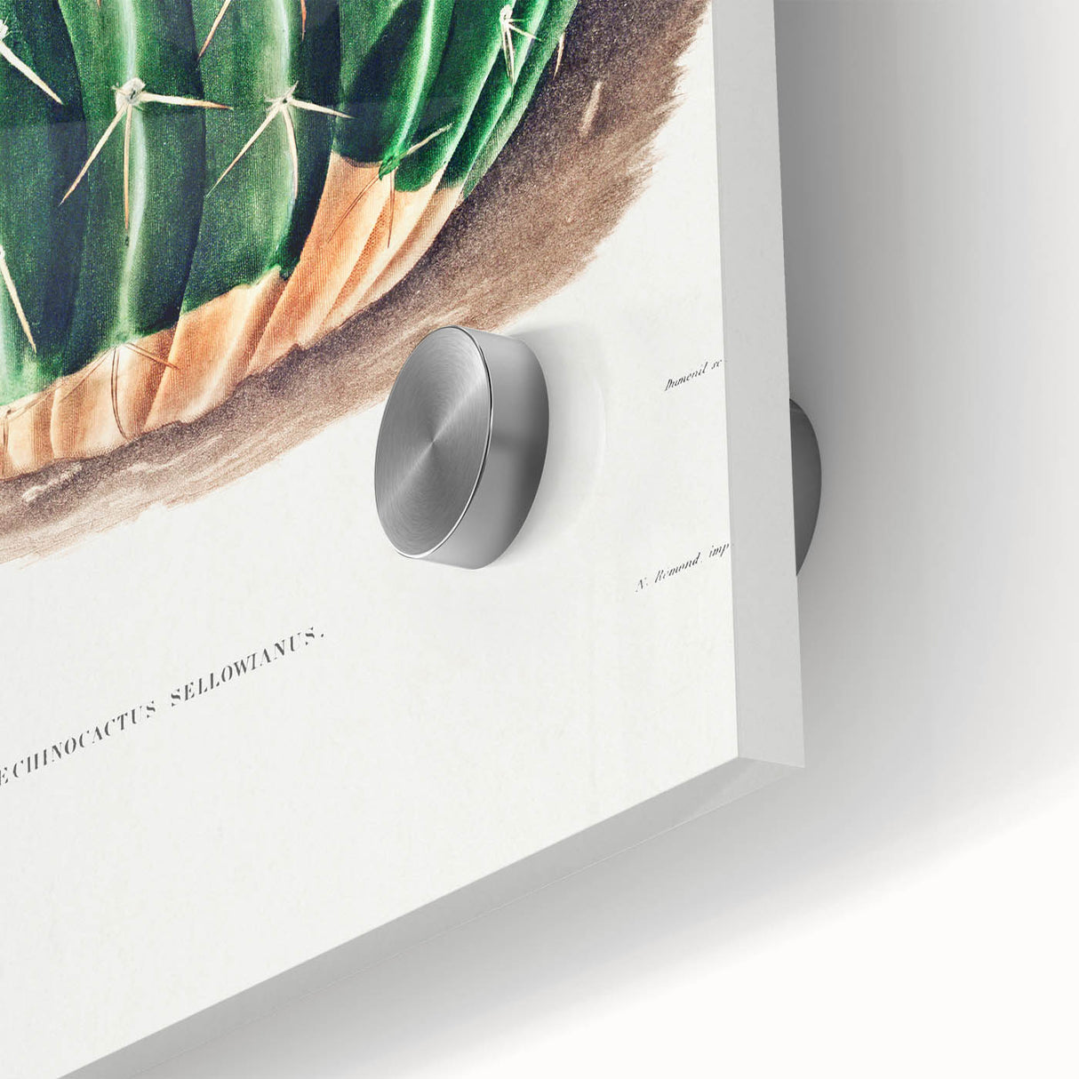 Classic Romantic Paintings: Parodia Sellowii Floral Wall Art