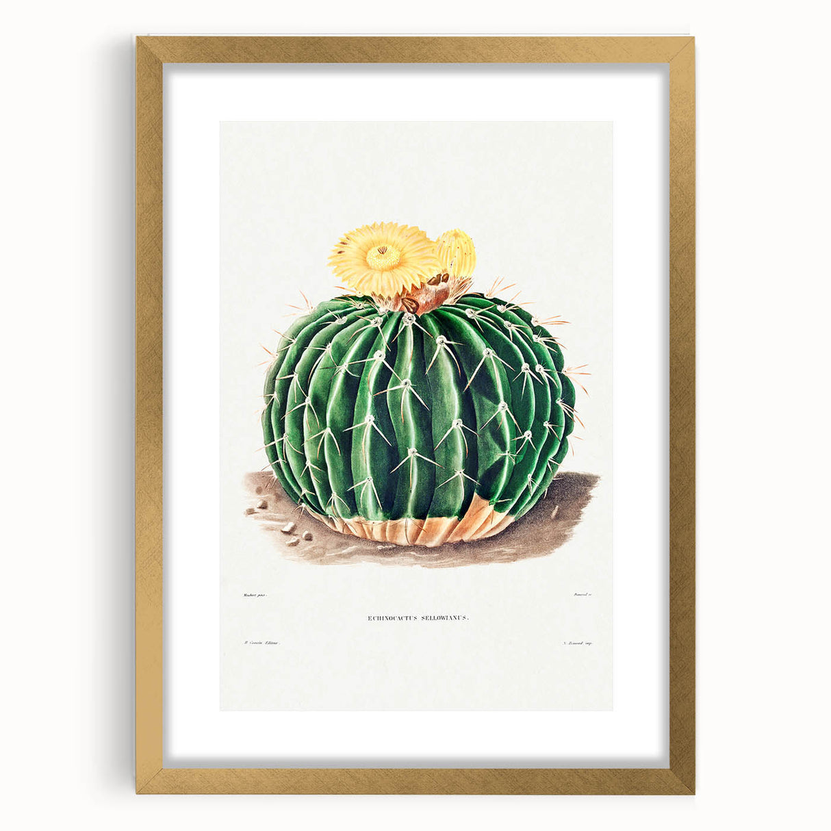 Classic Romantic Paintings: Parodia Sellowii Floral Wall Art