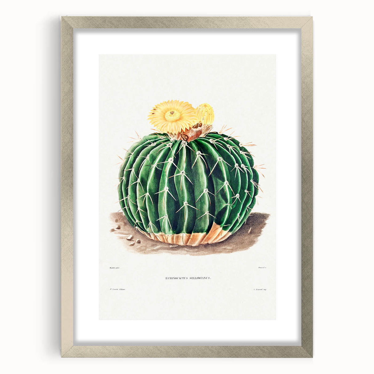 Classic Romantic Paintings: Parodia Sellowii Floral Wall Art