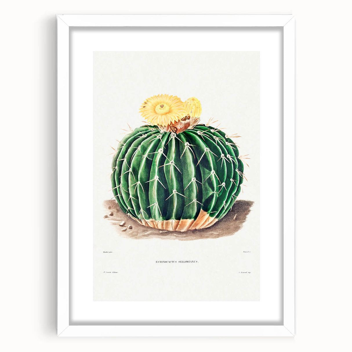 Classic Romantic Paintings: Parodia Sellowii Floral Wall Art