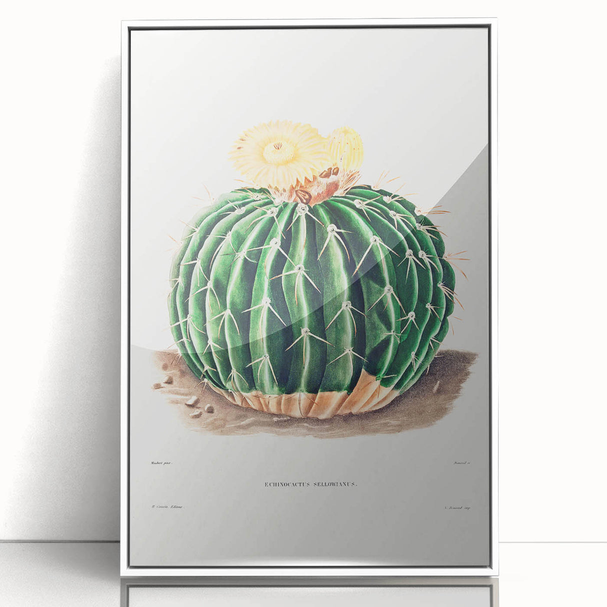 Classic Romantic Paintings: Parodia Sellowii Floral Wall Art