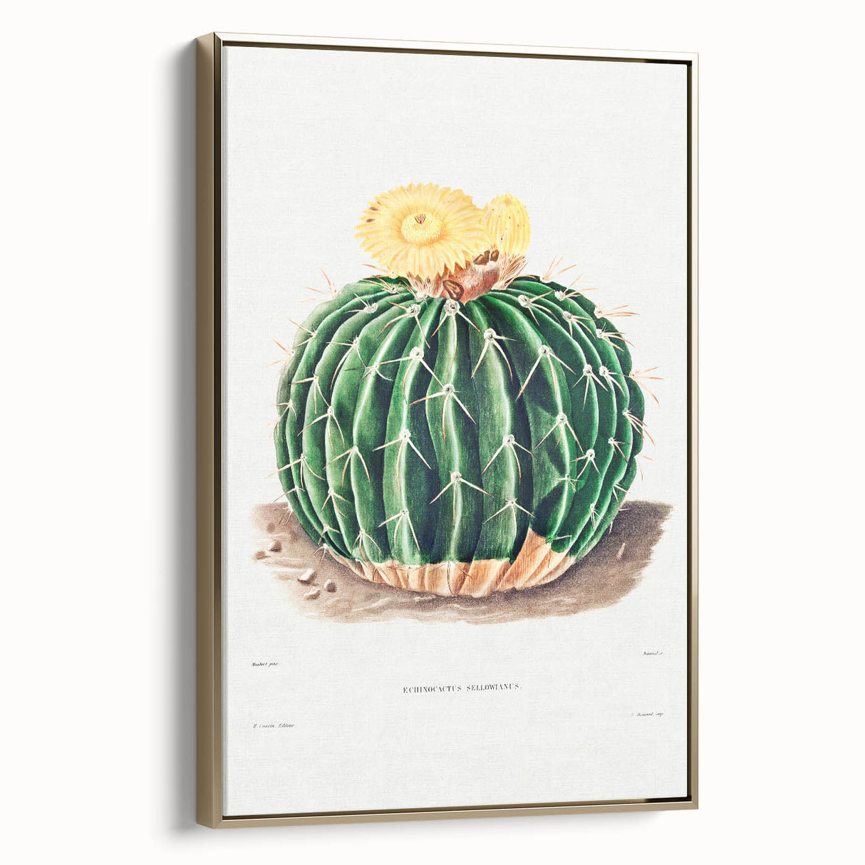 Classic Romantic Paintings: Parodia Sellowii Floral Wall Art