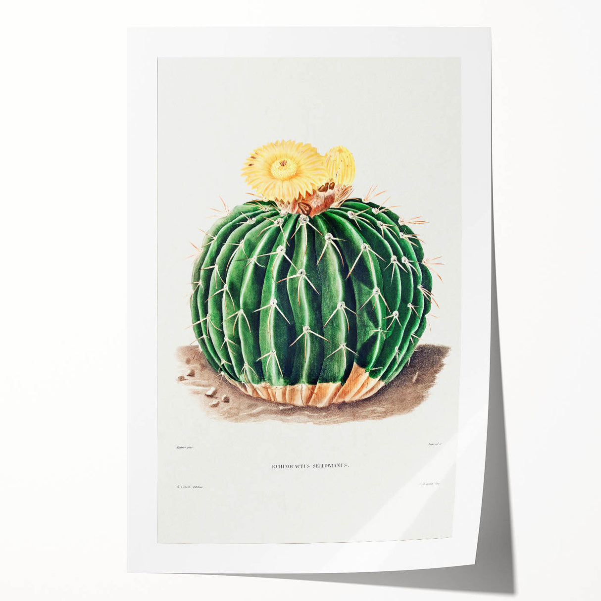 Classic Romantic Paintings: Parodia Sellowii Floral Wall Art