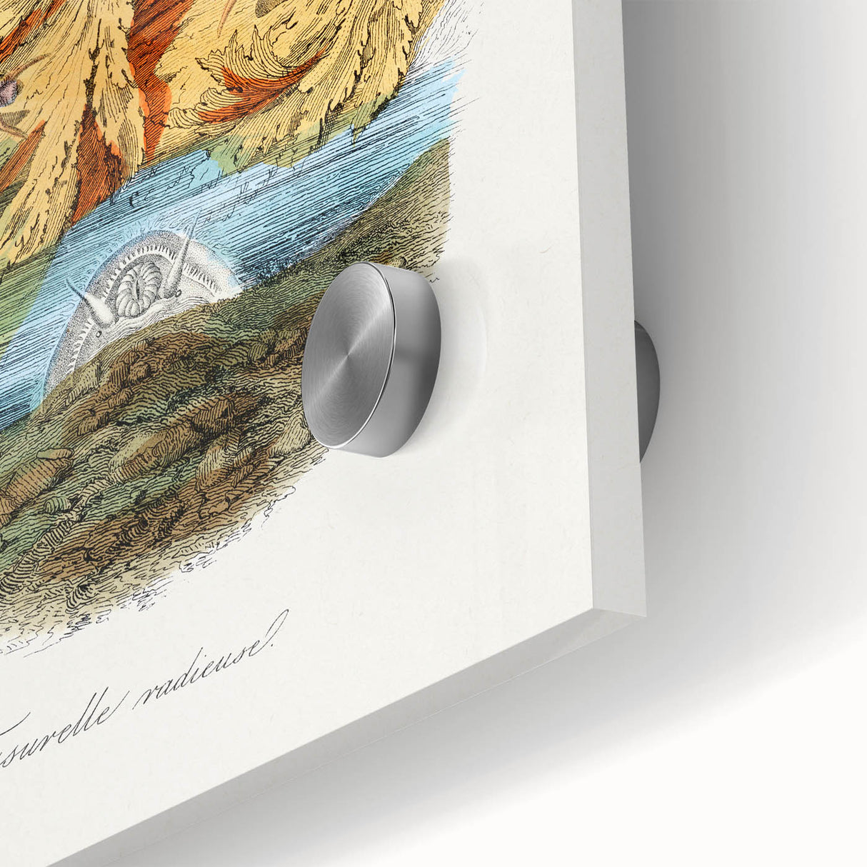 Romanticism Art: Volcano Limpet Snail Wall Art for Home Decor