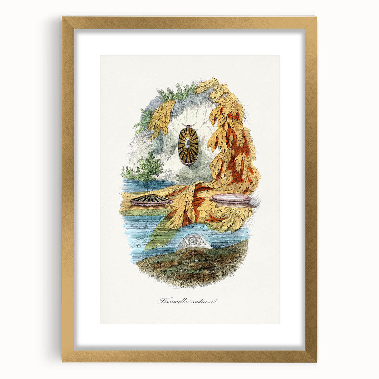 Romanticism Art: Volcano Limpet Snail Wall Art for Home Decor