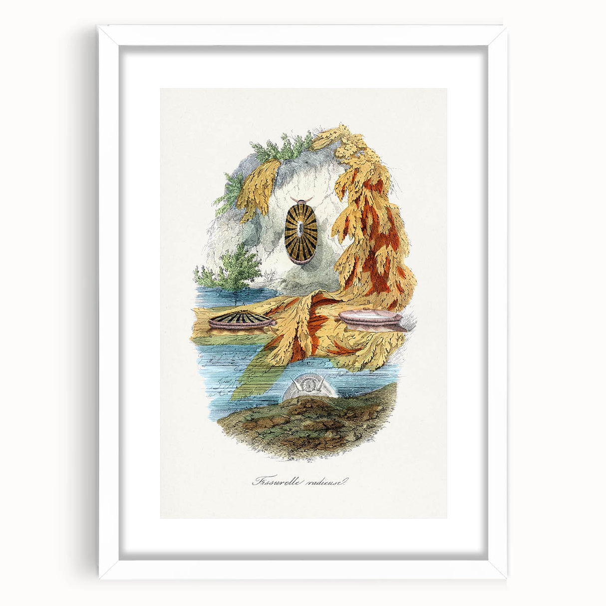 Romanticism Art: Volcano Limpet Snail Wall Art for Home Decor