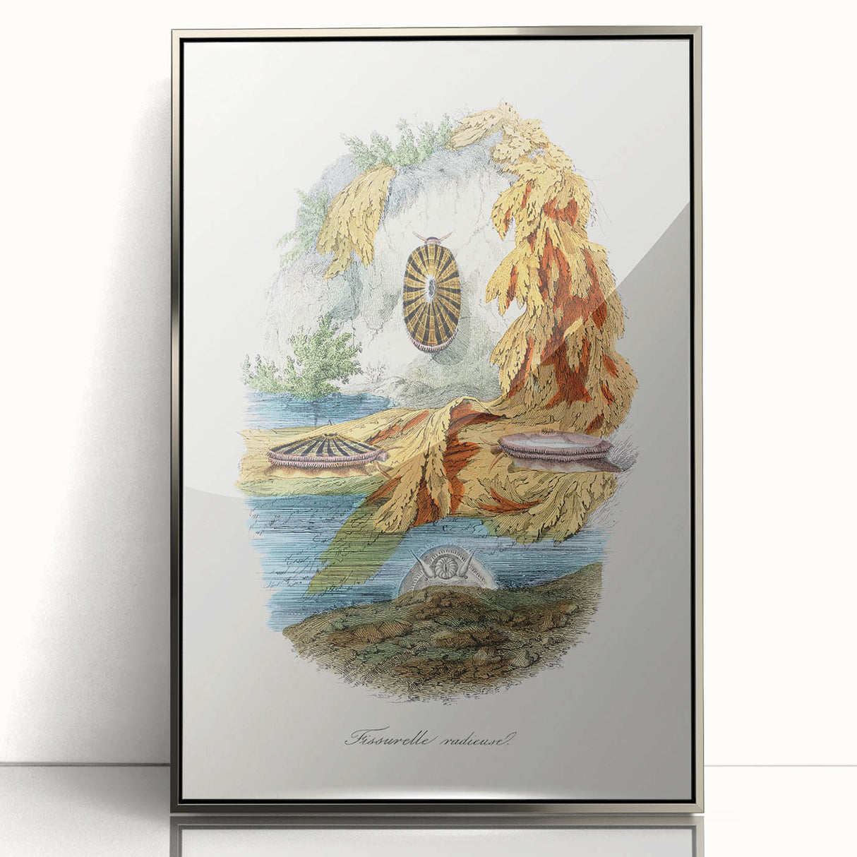 Romanticism Art: Volcano Limpet Snail Wall Art for Home Decor