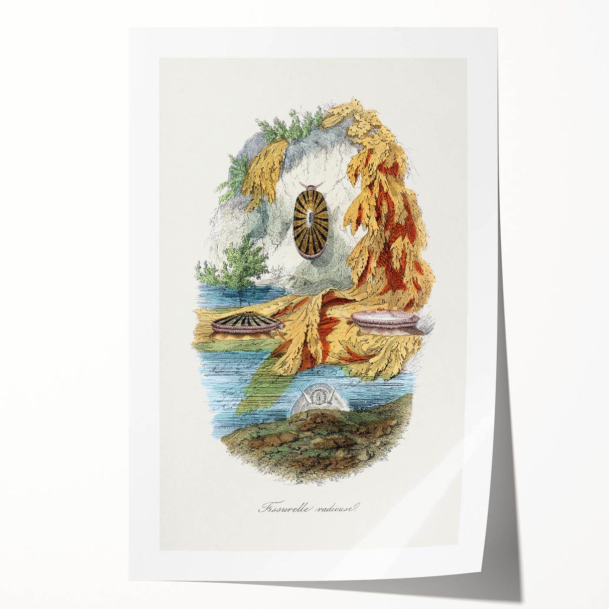 Romanticism Art: Volcano Limpet Snail Wall Art for Home Decor