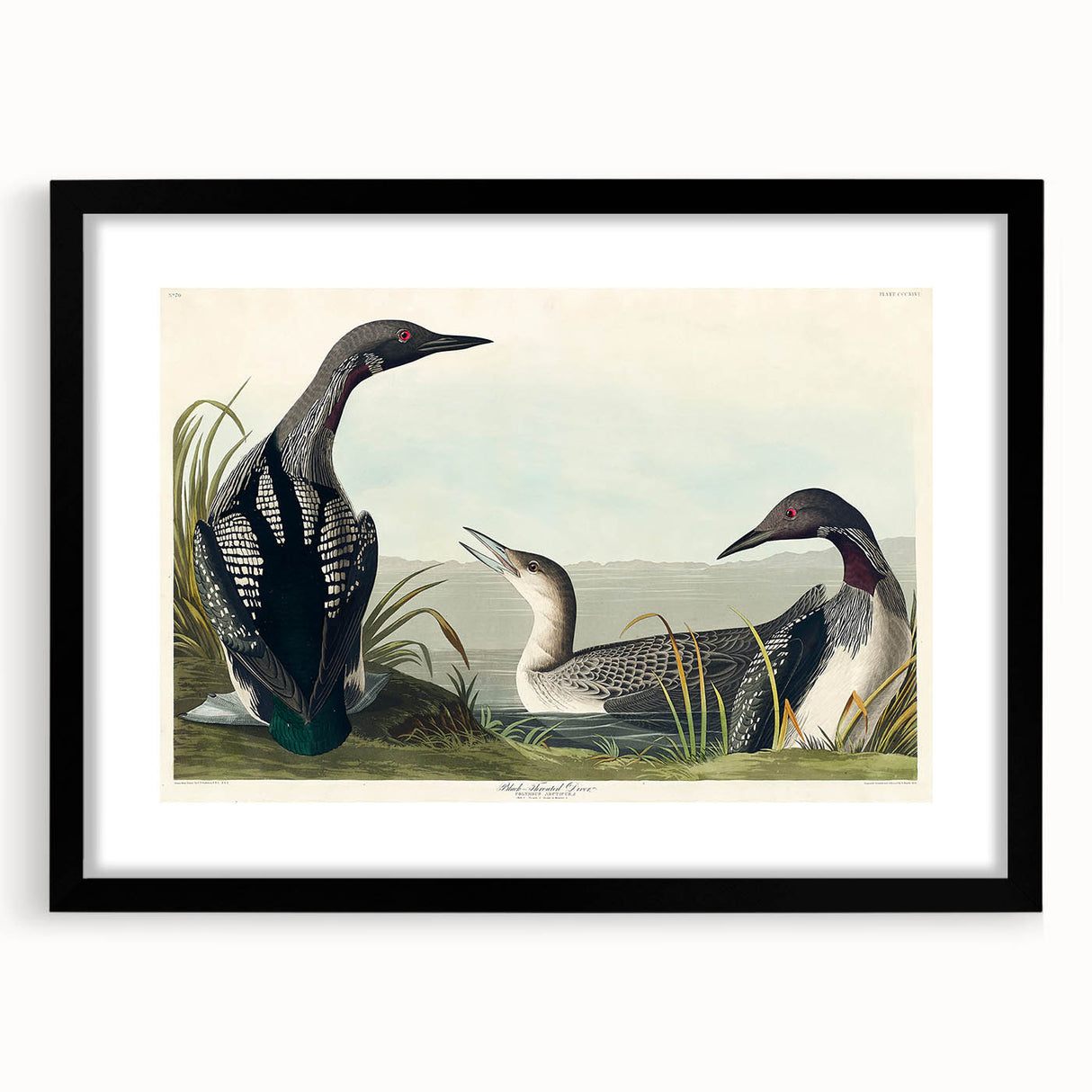 Romanticism Art: Black-Throated Diver Wall Art for Home