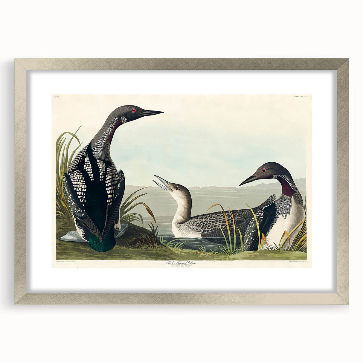 Romanticism Art: Black-Throated Diver Wall Art for Home