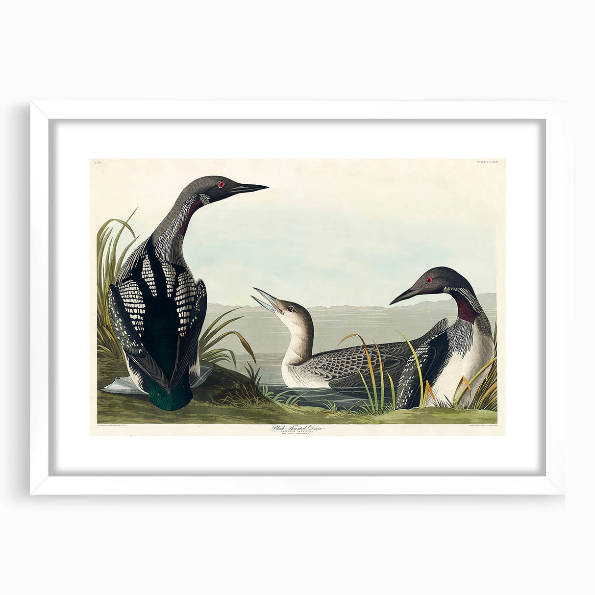 Romanticism Art: Black-Throated Diver Wall Art for Home