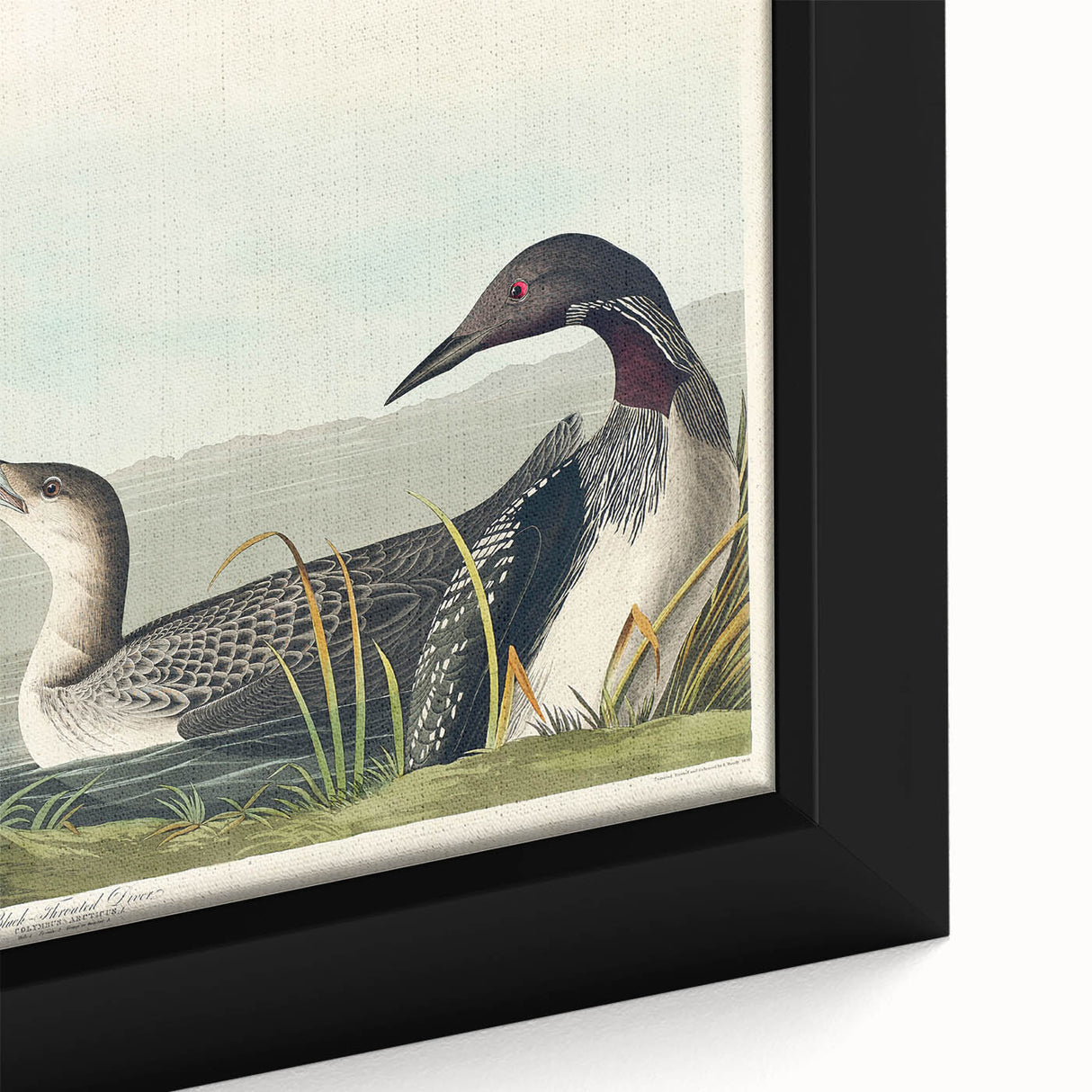 Romanticism Art: Black-Throated Diver Wall Art for Home