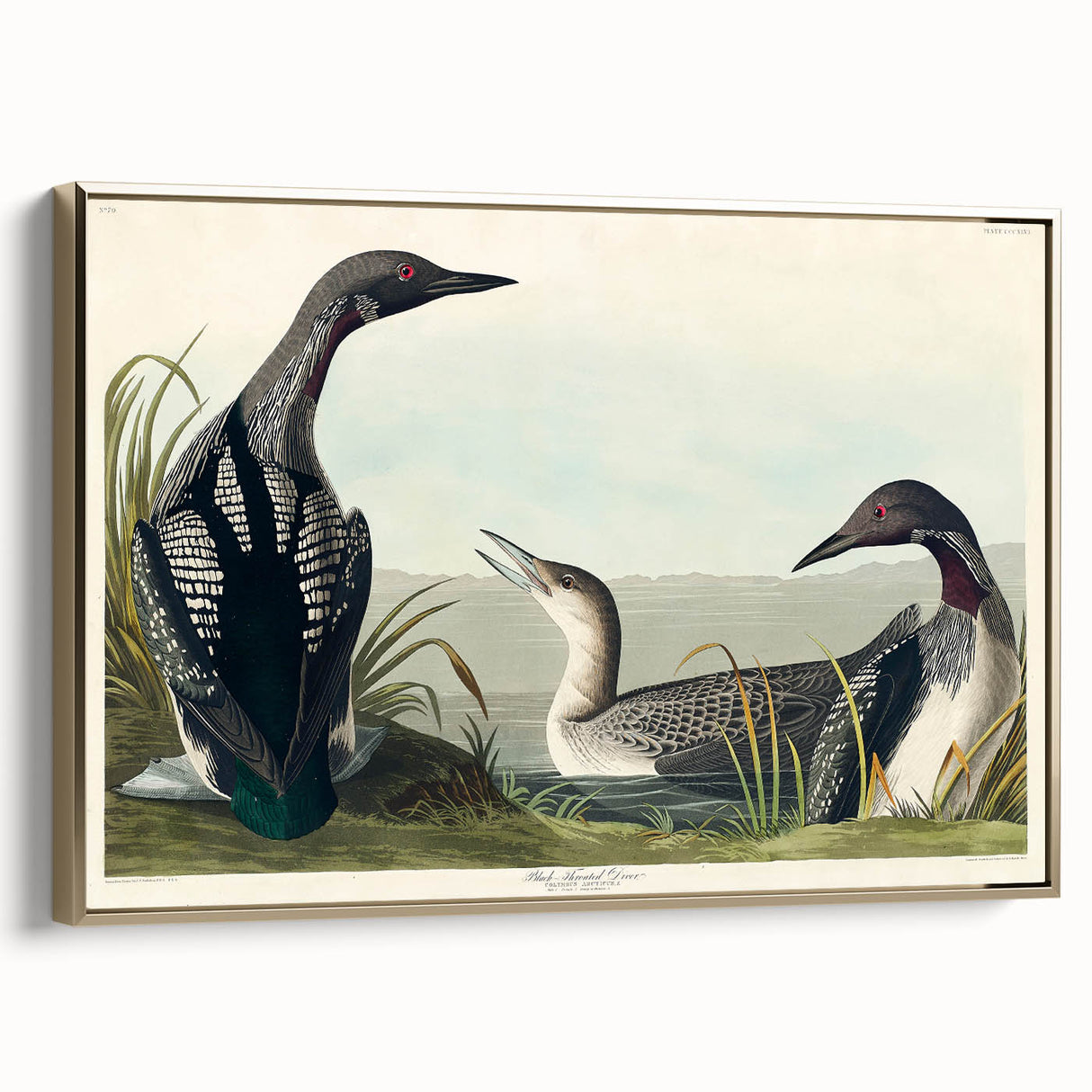 Romanticism Art: Black-Throated Diver Wall Art for Home