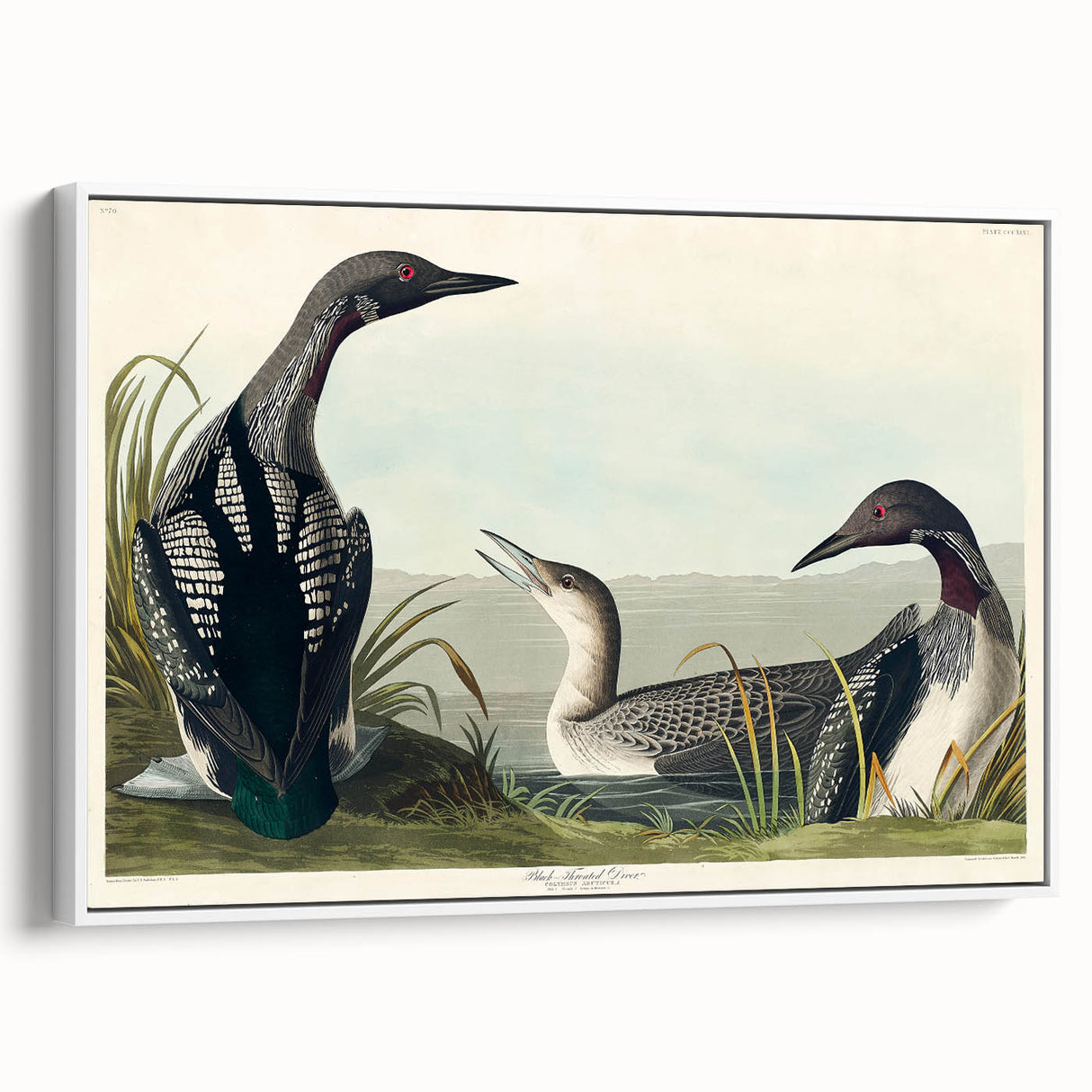 Romanticism Art: Black-Throated Diver Wall Art for Home